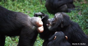 Female Chimpanzee Sexual Swelling Kanyawara