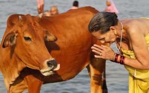 Sacred Cow India