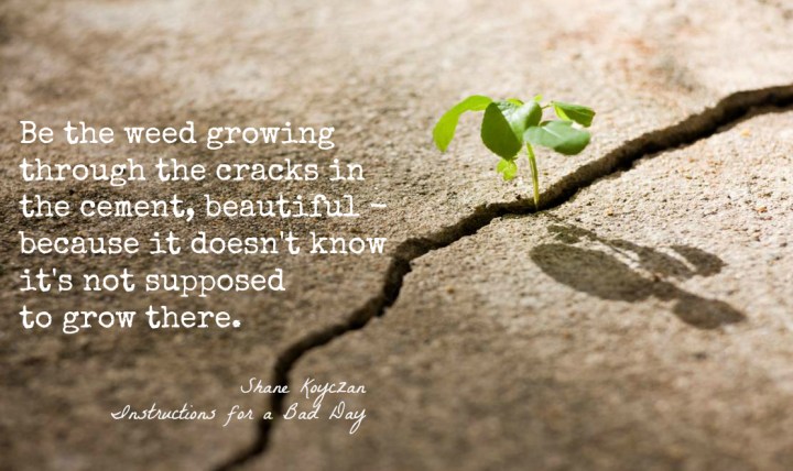 quote Shane Koyczan Be the weed