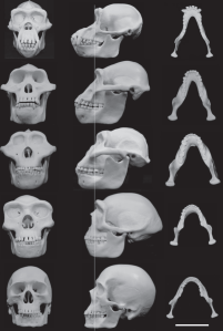 Protective Buttressing
