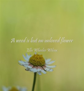 quote A weed is but an unloved flower Ella Wheeler Wilcox