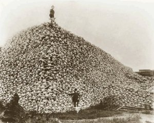 Pile of Buffalo Skulls
